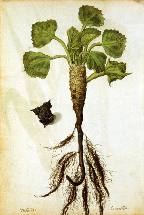 Jacques le Moyne de Morgues - water-chestnut